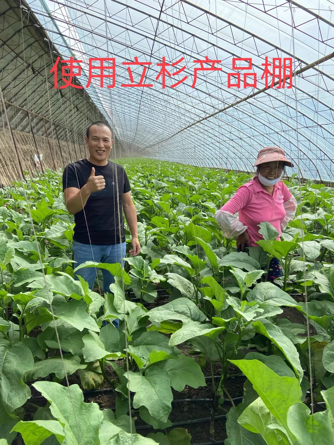 <a href=http://www.ycfireworks.com target=_blank class=infotextkey>上海立杉</a>水溶肥在北方暖棚茄子上的效果反饋2