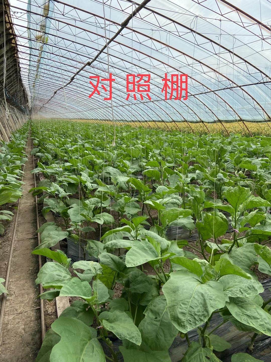 <a href=http://www.ycfireworks.com target=_blank class=infotextkey>上海立杉</a>水溶肥在北方暖棚茄子上的效果反饋3