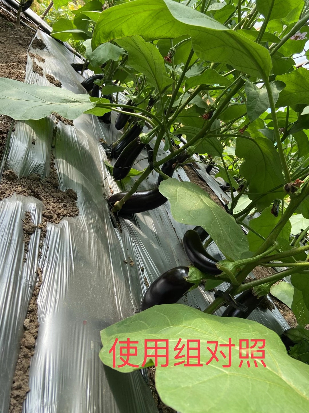 <a href=http://www.ycfireworks.com target=_blank class=infotextkey>上海立杉</a>水溶肥在北方暖棚茄子上的效果反饋5