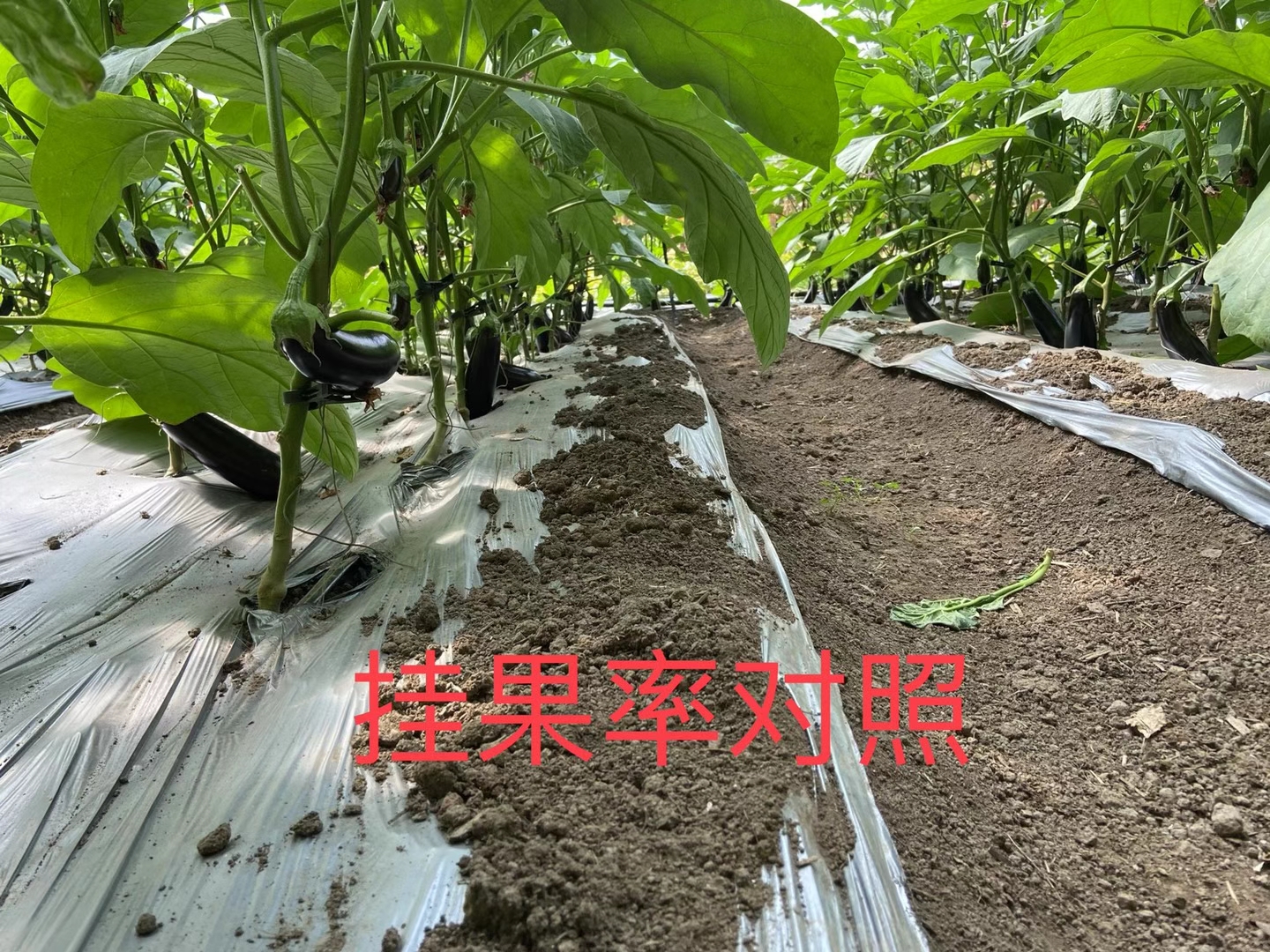 <a href=http://www.ycfireworks.com target=_blank class=infotextkey>上海立杉</a>水溶肥在北方暖棚茄子上的效果反饋4