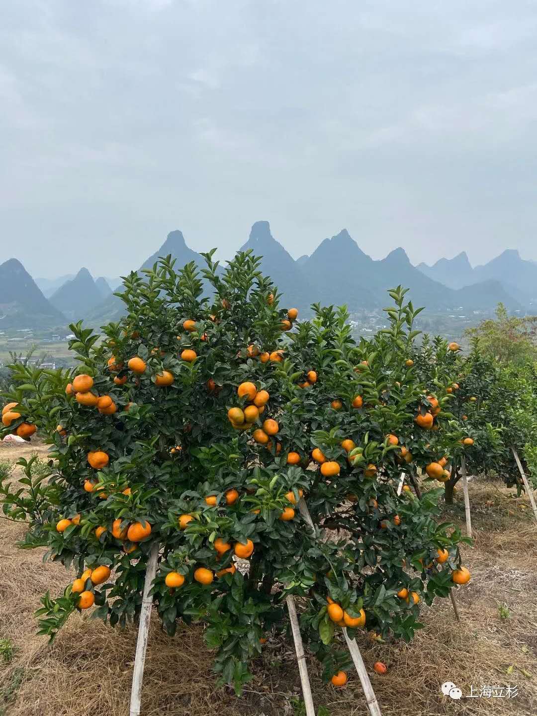 立杉炭基肥助力柑橘增產增收2